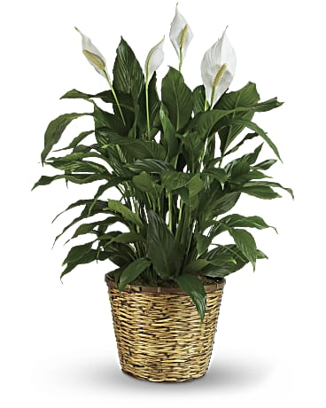 TF Simply Elegant Peace Lily
