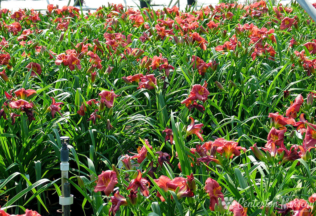 ‘Rosy Returns’ Reblooming Daylily