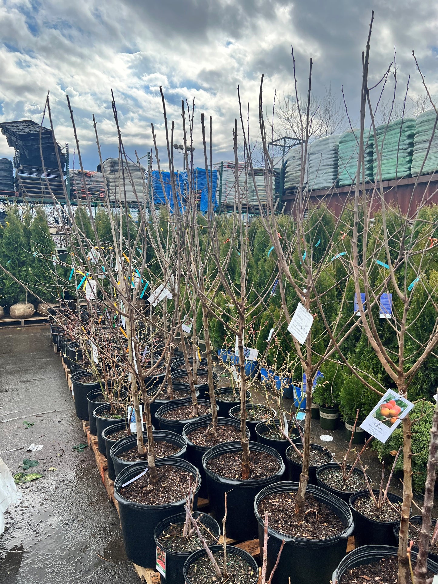Tilton Apricot Tree