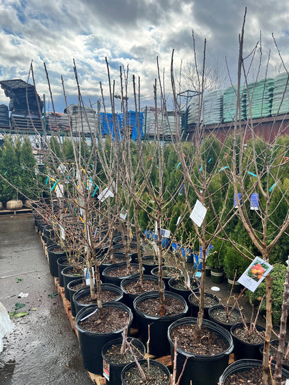 Seckel Pear Tree
