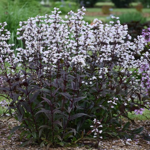 Onyx and Pearls Beardtongue