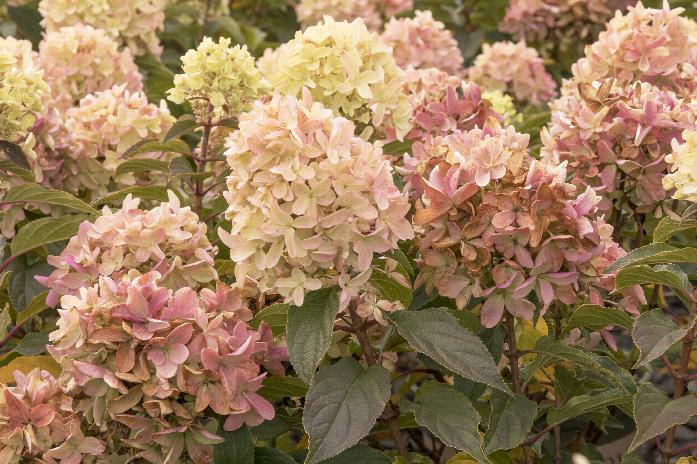 Strawberry Shake™ Hydrangea
